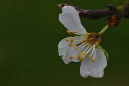 Dégât du gel du 10/03/2021 sur fleur de prunier